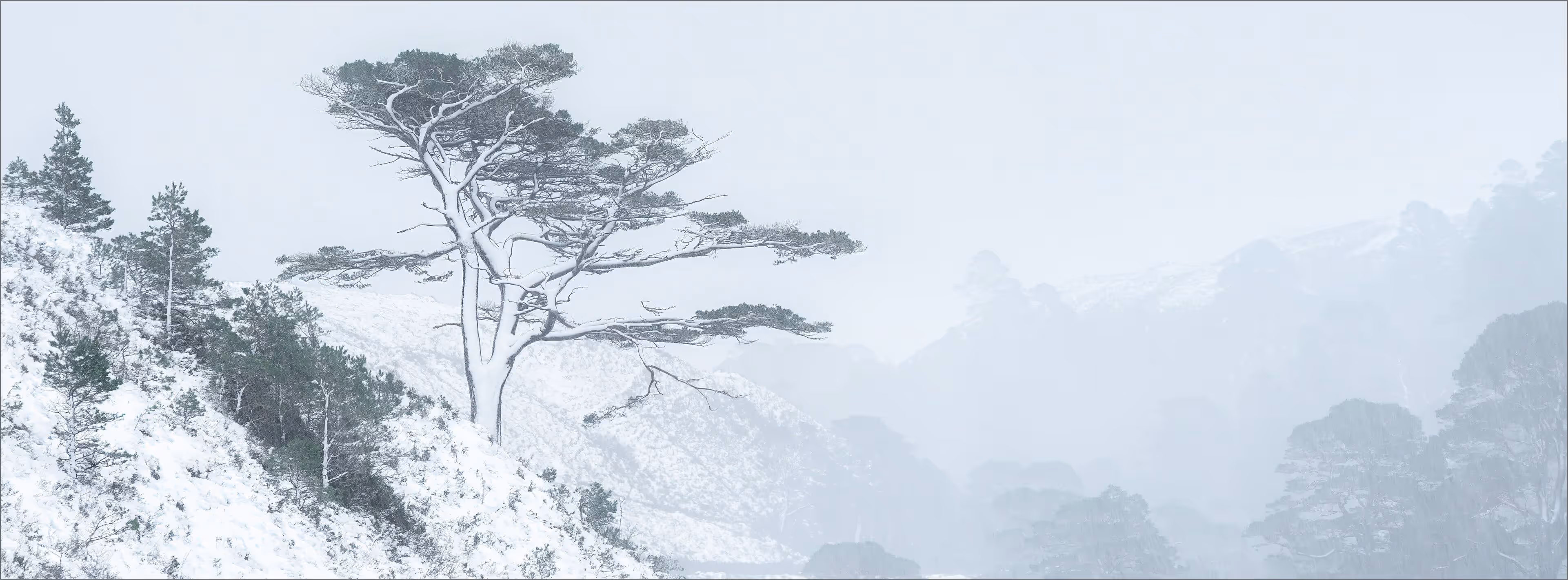 The Pine in a Snowstorm