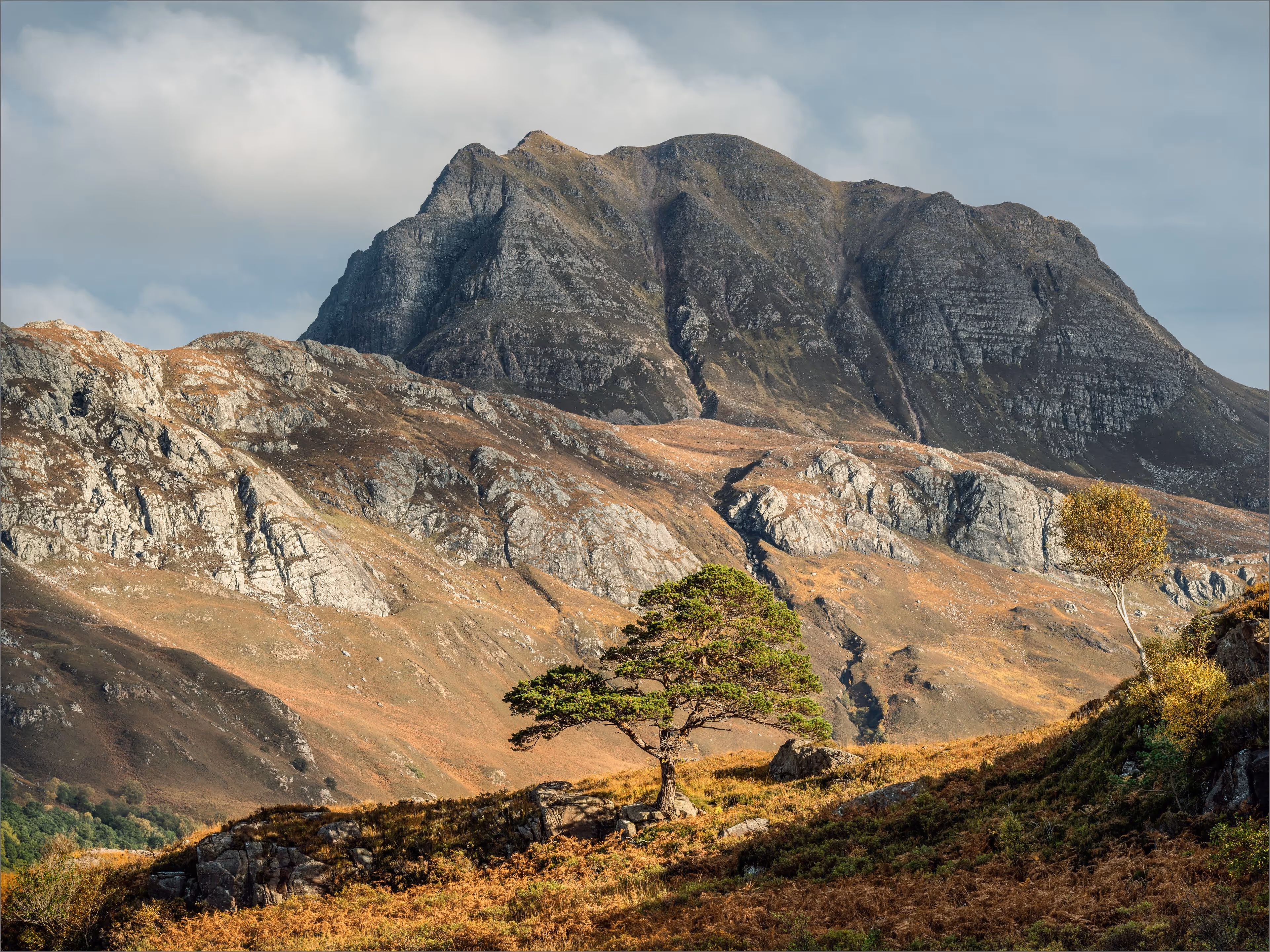 The Pine Tree, Birch and Mountain