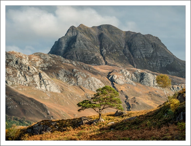 The Pine Tree, Birch and Mountain