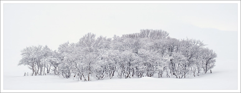 Winter Copse