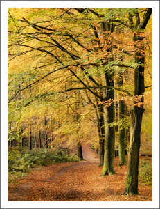 Beech Walk