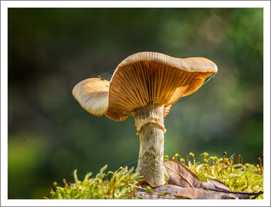 Armillaria sp (Honey fungus) II